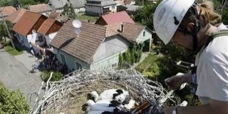Pillantás a fészkekbe: Kölkeden is gyűrűzik a gólyákat