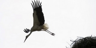 Nem kedvez az időjárás a gólyafiaknak: több az egyke a fészkekben