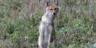 Ne féljünk a sakáltól - nem lesz „apokalipszis