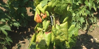 Amerikából jött, kicsi és veszélyes: a baranyai szőlőket is pusztíthatja a kabóca