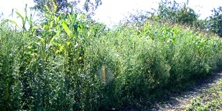 Parlagfű: ha kell, kényszerkaszálást rendelnek el és büntetnek is Mohácson