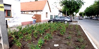 Mohácson ültetik az évelőket, a tavasszal nyíló virágokat, majd lombhullás után a fákat