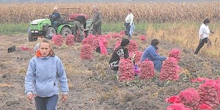 Ma befejezik a burgonya fölszedését a szigeti kertészetben