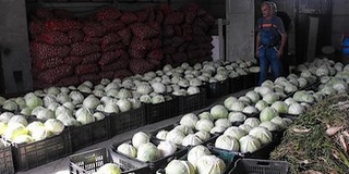 Betárolták a zöldségféléket a szigeti kertészetben