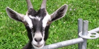 Kéknyelv-betegség: az óvintézkedések települések százait, köztük Mohácsot is érintik