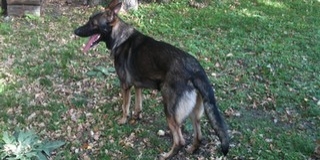 Kutyatámadás Versenden: már nem Kárász István polgármester a „tettes