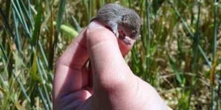 Mohács és Bóly környékén újra kritikus méreteket ölthet a mezei pockok inváziója