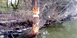 A Szabadság szigeten lehet, hogy már a hód is megtelepedett?