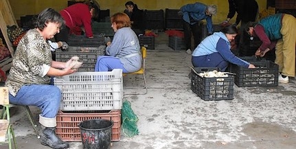 Az év végéig még 324 közhasznú foglalkoztatottnak ad munkát Mohácson az önkormányzat