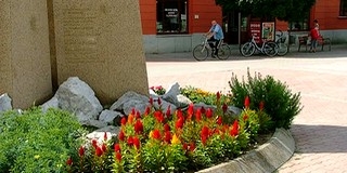 Arany Rózsa Díj Mohácsnak: virágos városunk másodszor vitte el a pálmát a régióban Arany Rózsa Díj Mohácsnak: virágos városunk másodszor vitte el a pálmát a régióban