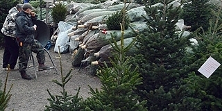 Fenyővásár: a választék bőséges Mohácson, alkudozni most is ajánlott