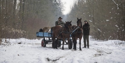 Naponta etetik a hó és a fagy miatt Béda-Karapancsán is a vadakat Naponta etetik a hó és a fagy miatt Béda-Karapancsán is a vadakat