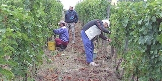 Ha esik, ha nem, idén is jó termést remélnek Szent Vincétől a gazdák