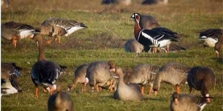 Vörösnyakú ludakat figyeltek meg Homorúdon