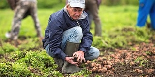 Pályázattal juthatnak zöldség vetőmaghoz idén újra az önkormányzatok, civil szervezetek