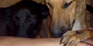 A felelőtlen állattartók komoly büntetésre számíthatnak Mohácson