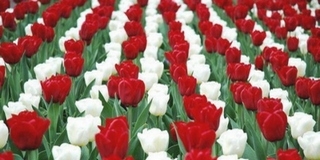 A megyében elsőként Mohács értesült a forradalomról - ma kezdődnek a megemlékezések