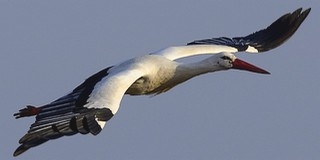 Itt a tavasz: a városban fészkelő gólyák közül egy már elfoglalta a fészkét