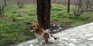 Ki lehet, aki a kutyájától úgy szabadult meg, hogy kikötve magára hagyta? Ki lehet, aki a kutyájától úgy szabadult meg, hogy kikötve magára hagyta?