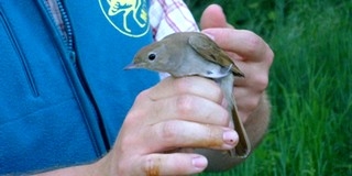 A családokat is várják a fülemülék éjszakájára