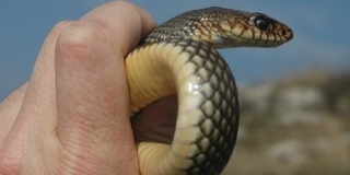 Rendkívül ritka hüllő, haragos sikló bukkant fel Dunaszekcső közelében