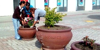 A régió legvirágosabb városa lehet idén újra a nyolcezer virágzó növénnyel Mohács