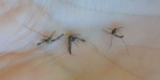 Ha az időjárás engedi, csütörtökön kezdődik a szúnyogok gyérítése Mohácson is