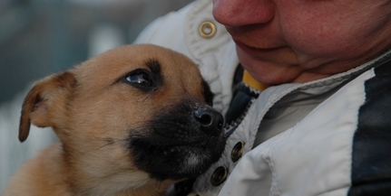 Még Norvégiába, Svájcba és Hollandiába is visznek Mohácson befogott kóbor kutyákat