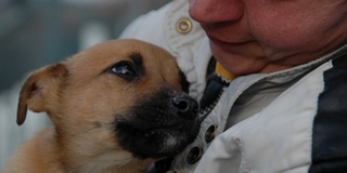 Még Norvégiába, Svájcba és Hollandiába is visznek Mohácson befogott kóbor kutyákat