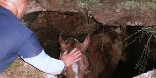 Két méter mély gödörbe esett lovat mentettek a mohácsi tűzoltók Kisbudméron