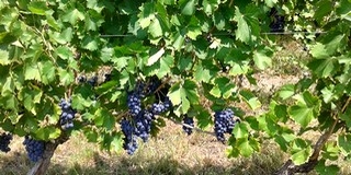 Horváth Zoltán: hétfőn szüret! A családdal, barátokkal szedjük a Nérót rosénak Horváth Zoltán: hétfőn szüret! A családdal, barátokkal szedjük a Nérót rosénak