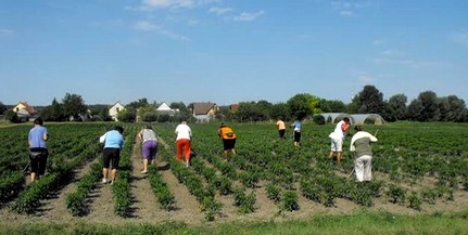 Szépen fejlődnek a szigeti kertészet növényei, a szomjazó földet naponta öntözték Szépen fejlődnek a szigeti kertészet növényei, a szomjazó földet naponta öntözték
