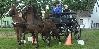 Nemzetközi fogathajtó versenyen mohácsi hatodik helyezés