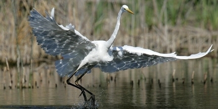 Gyakorlatilag befejeződött Belső-Bédán a nemzeti park tájrehabilitációs programja