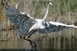 Gyakorlatilag befejeződött Belső-Bédán a nemzeti park tájrehabilitációs programja