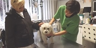 Ismét kedvezményes áron ivartalaníthatók a kutyák és a macskák Mohácson Ismét kedvezményes áron ivartalaníthatók a kutyák és a macskák Mohácson