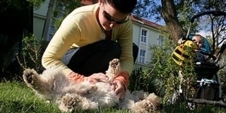 Hemzseghetnek a kullancsok tavasszal - a kutyákra is veszélyes vírusokat hordozhatnak