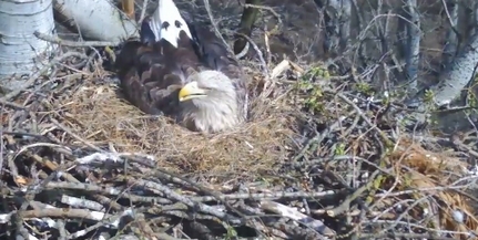 Sasfiókát hozott a húsvéti nyúl a Duna-Dráva Nemzeti Parkban Sasfiókát hozott a húsvéti nyúl a Duna-Dráva Nemzeti Parkban