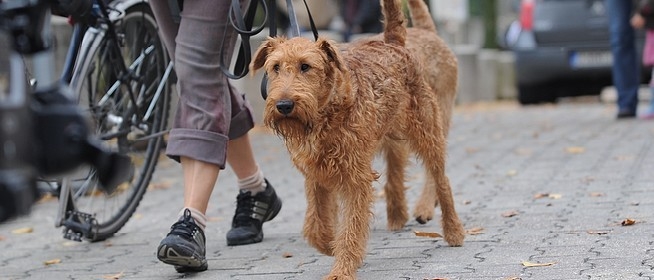 Hétvégén ismét oltják a kutyákat: kedvezményesen elvégeztethető a chip beültetése is