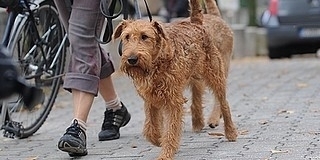 Hétvégén ismét oltják a kutyákat: kedvezményesen elvégeztethető a chip beültetése is