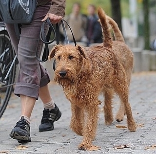 Hétvégén ismét oltják a kutyákat: kedvezményesen elvégeztethető a chip beültetése is