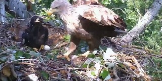 Valakinek elgurulhatott a gyógyszere: megmérgezhették a nemzeti parkban elpusztult rétisast