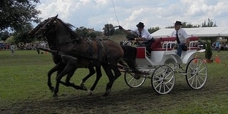 Dunaszekcsőn rendezik a régiós fogathajtó versenyt Dunaszekcsőn rendezik a régiós fogathajtó versenyt