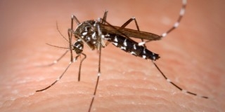 Ezen a héten a földön irtják a szúnyogokat a mohácsi közterületeken és a szigetben