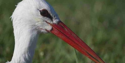 A gólyák nyomába eredhetünk Béda-Karapancsán