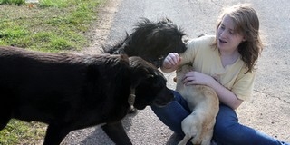 Társaikra és azok gazdáira is vadásznak az utcán csatangoló kutyák Mohácson