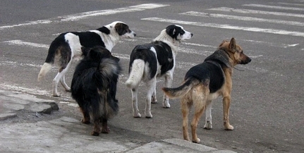 Kutyainvázió Véménden: az utcákon járkálnak, csirkékre vadásznak és féktelenül szaporodnak