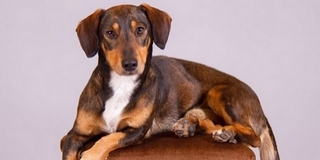 A csavargás lett a veszte: elpusztult Sanyi, a mohácsiak kedvenc tacskója