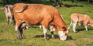 Akinek tehene van, most megint ne legeltesse