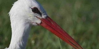 Visszatértek a gólyák, idén korábban érkeztek